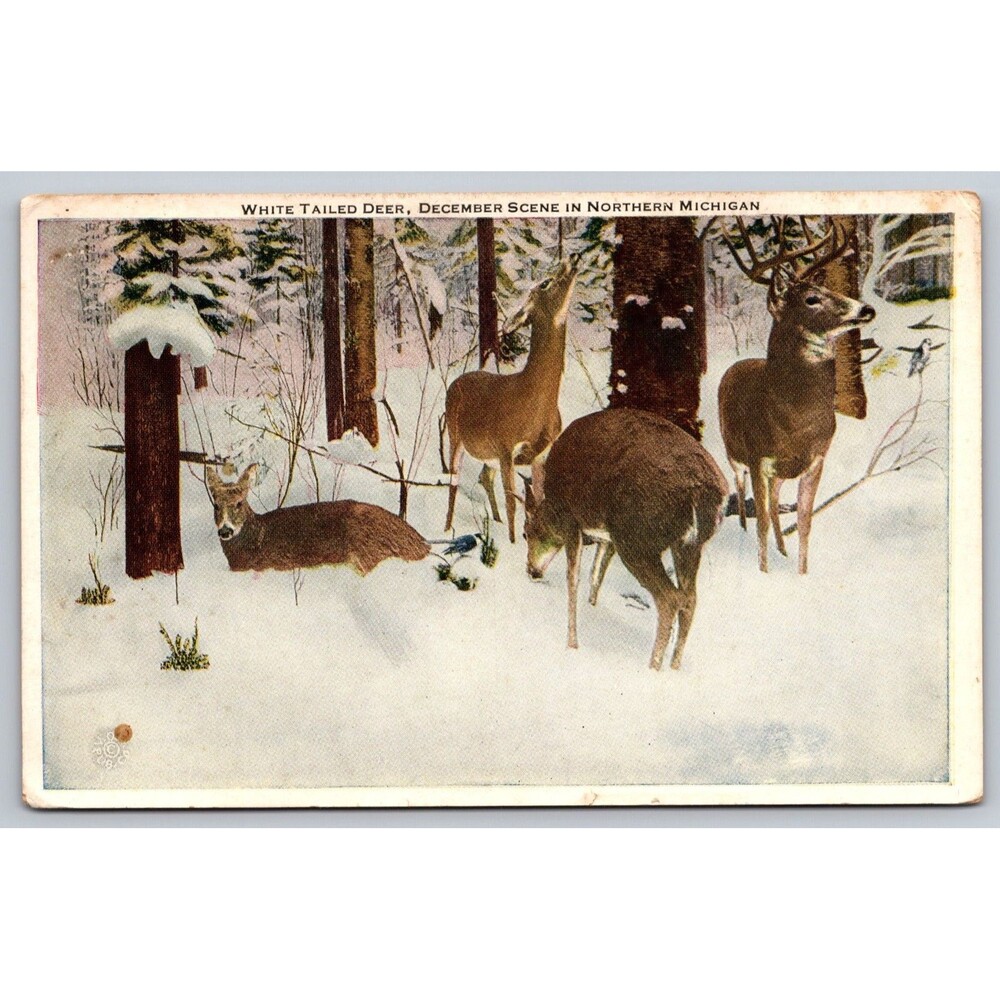1949 Vintage Postcard Saint Ignace MI Northern Michigan White Tailed Deer Winter